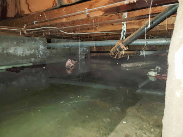 Best Professional water damage repair  in Pocahontas, AR