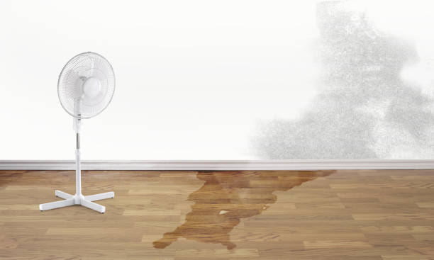 Best Water damage restoration near me  in Pocahontas, AR
