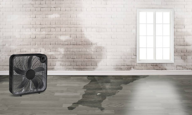 Best Water damage restoration company  in Pocahontas, AR
