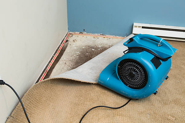 Best Water damage restoration mold remediation  in Pocahontas, AR